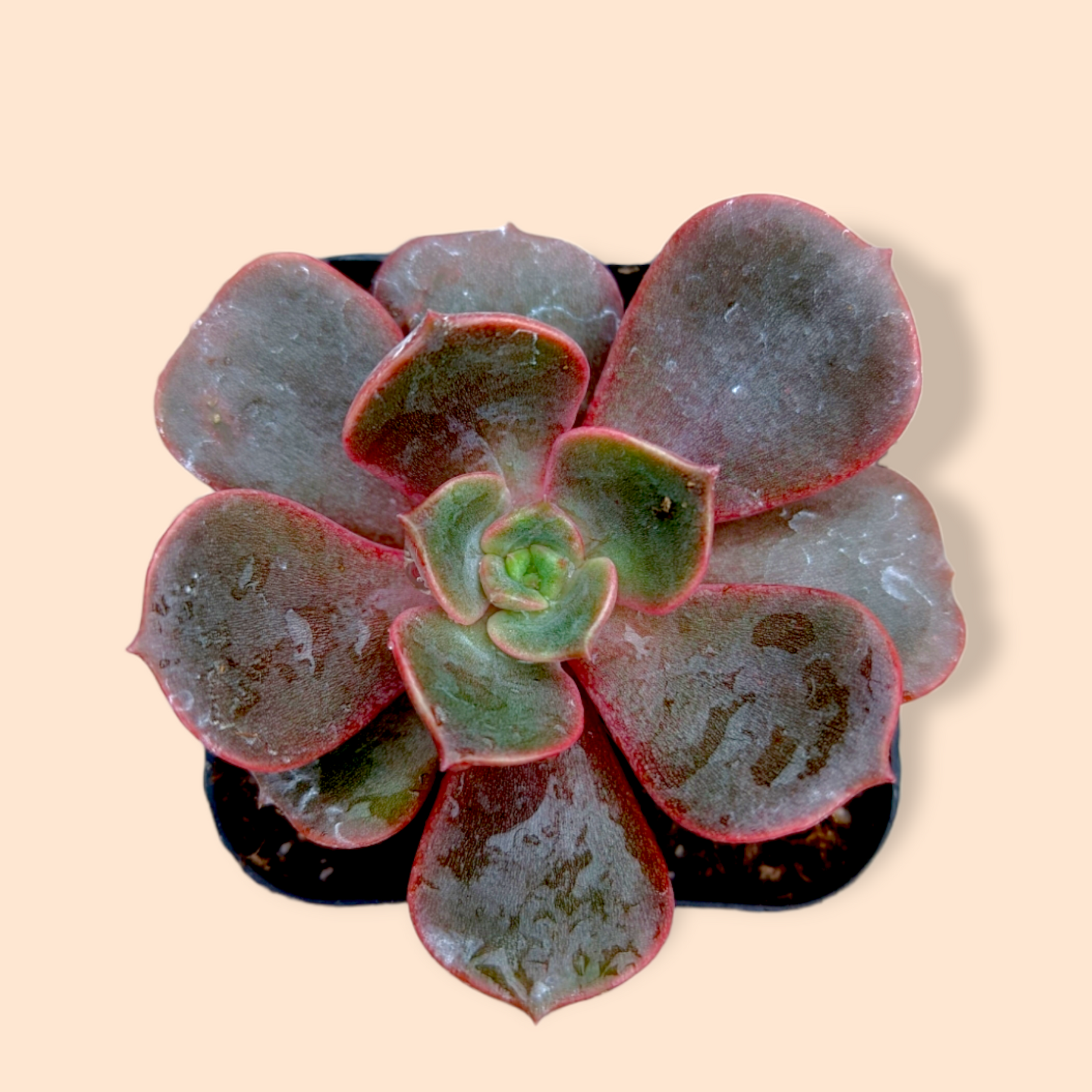 vampire red ball succulent Echeveria Vampire 'Red ball'