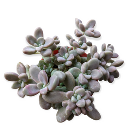Graptopetalum Allen