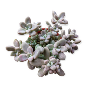 Graptopetalum Allen