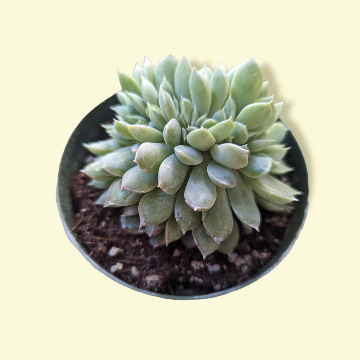 Echeveria elegans Crest