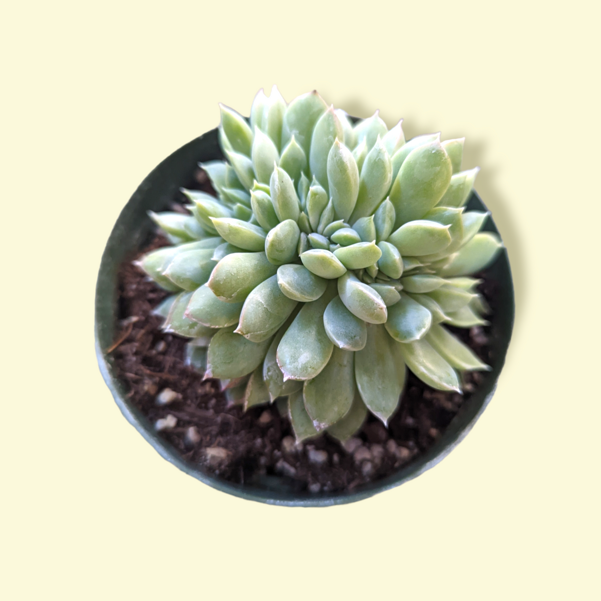 Echeveria elegans Crest