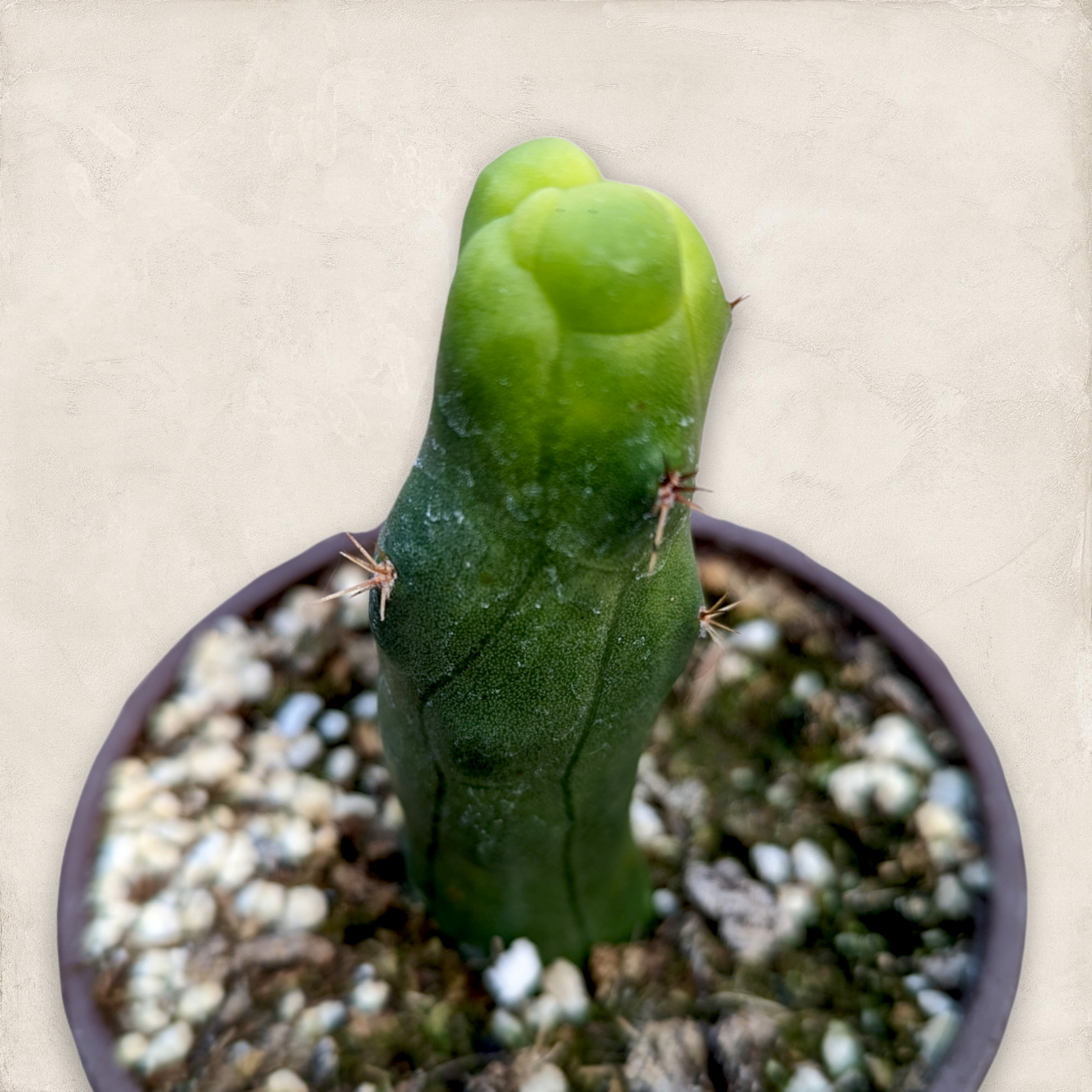 Trichocereus bridgesii monstrose Penis Cactus