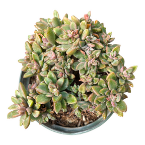 Graptoveria Cv. Rezry