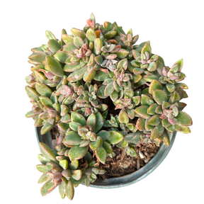 Graptoveria Cv. Rezry
