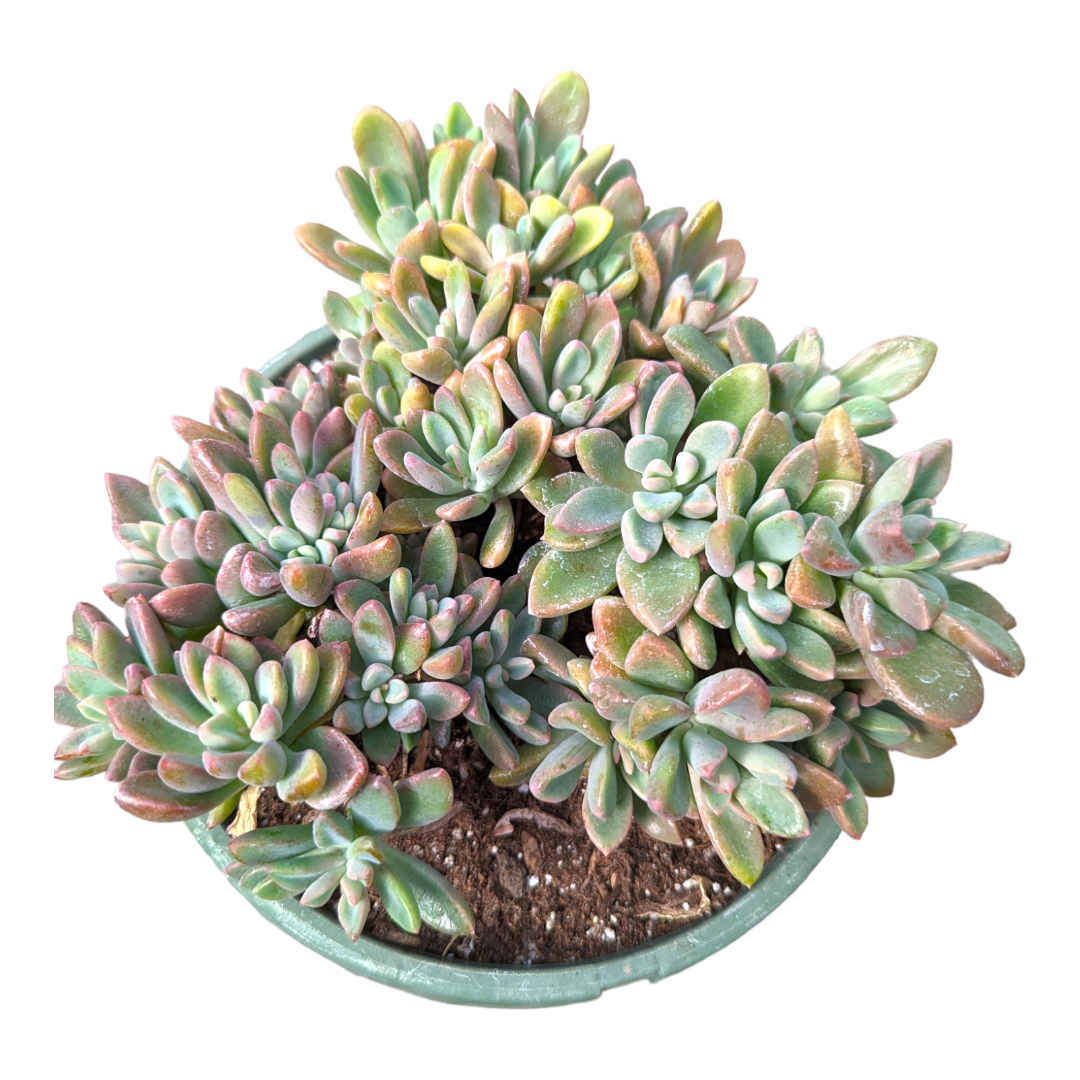cvs succulents Graptoveria Cv. Rezry