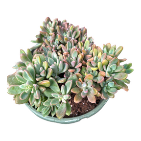 Graptoveria Cv. Rezry