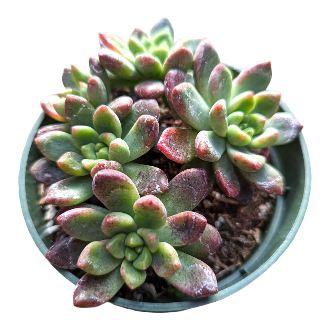 walgreens succulent plant Graptoveria 'Chanel'