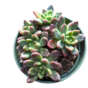 chanel plant pot Graptoveria 'Chanel'