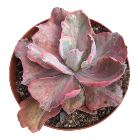 Echeveria Flying Cloud Variegata