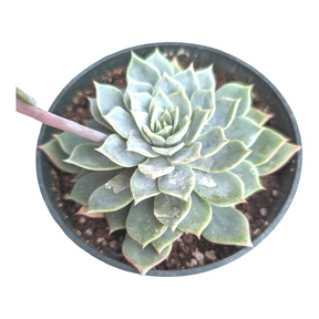 Echeveria 'Blue Mist' - Succulents Depot