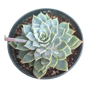 Echeveria 'Blue Mist' - Succulents Depot