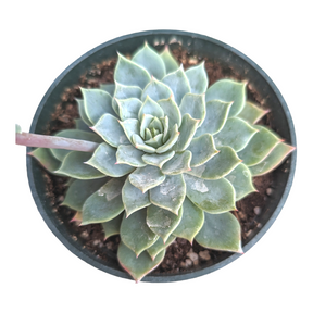 blue mist succulent Echeveria 'Blue Mist' 2 Inch
