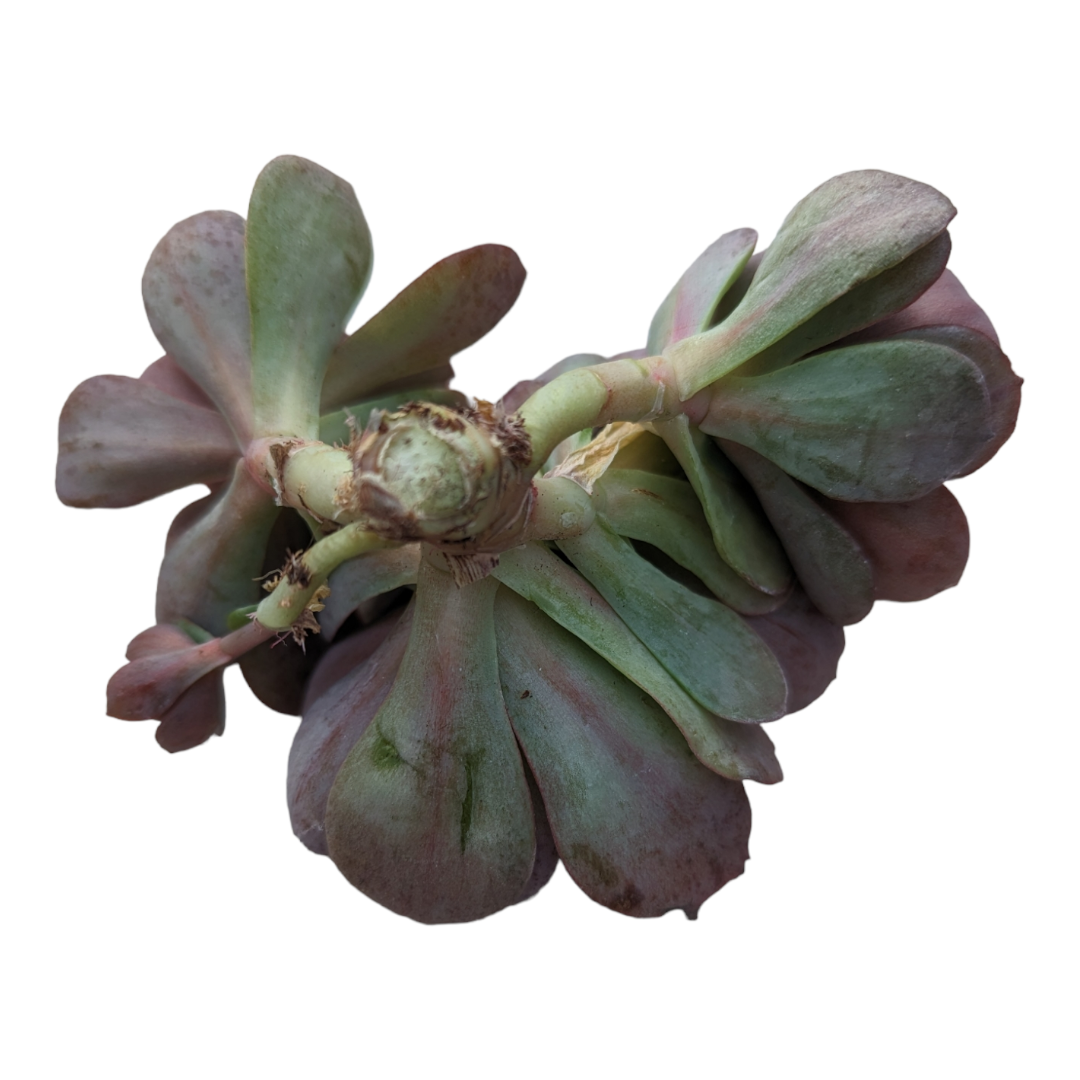 suyon succulent Echeveria Suyon
