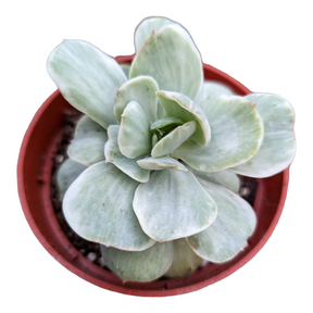 peach succulents Echeveria Peach Pride Variegata