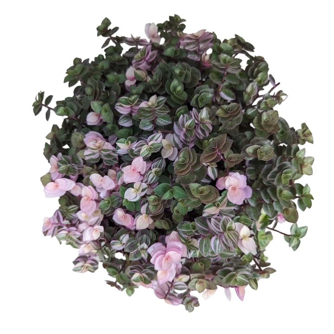 purple vine succulent Callisia repens Miniature Wandering Dude Mix