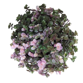 Callisia repens Miniature Wandering Dude Mix