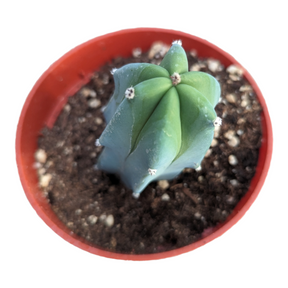 blue candle succulent Myrtillocactus geometrizans "Blue Candle"