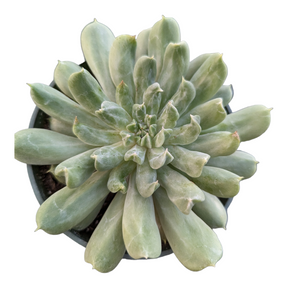 Echeveria 'Irish Mint'