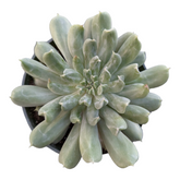 Echeveria 'Irish Mint'