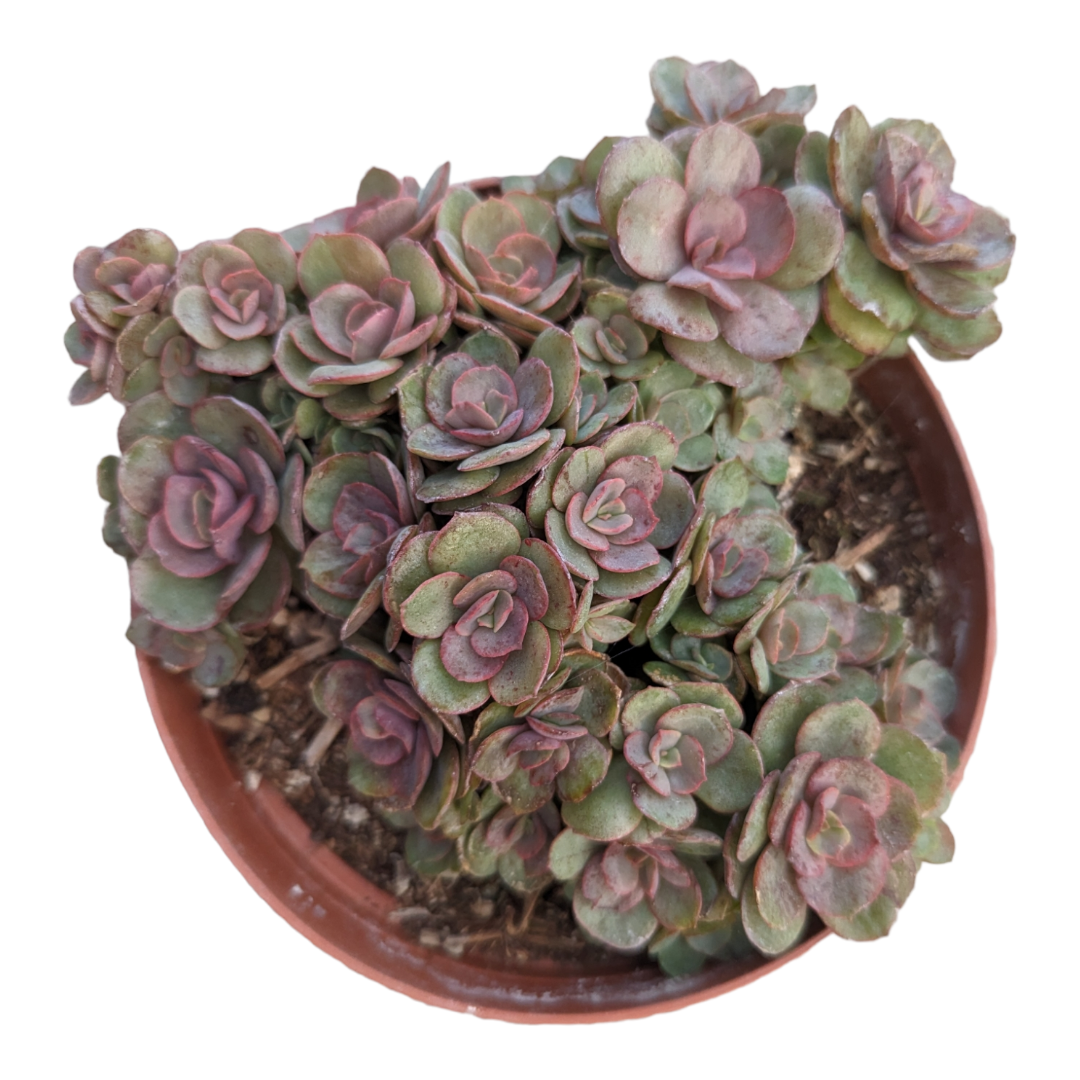 echeveria encantada succulent Echeveria Suyon