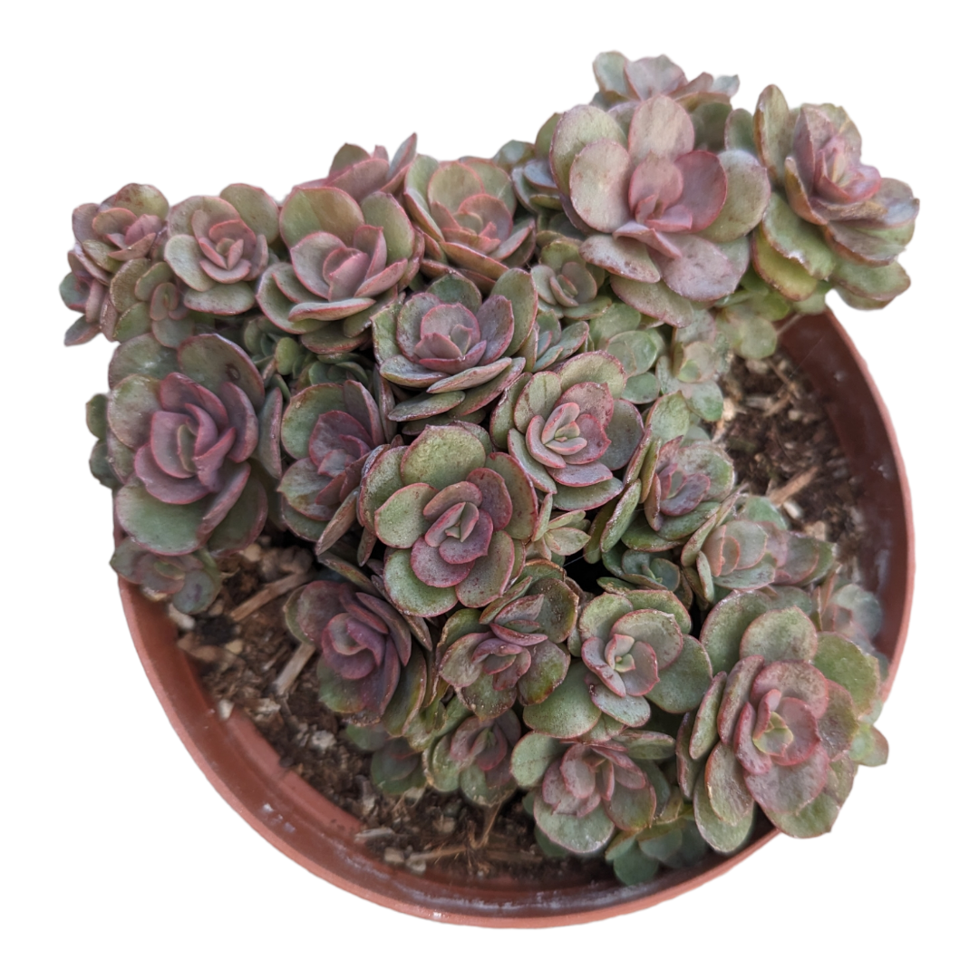sunyan succulent Echeveria Suyon