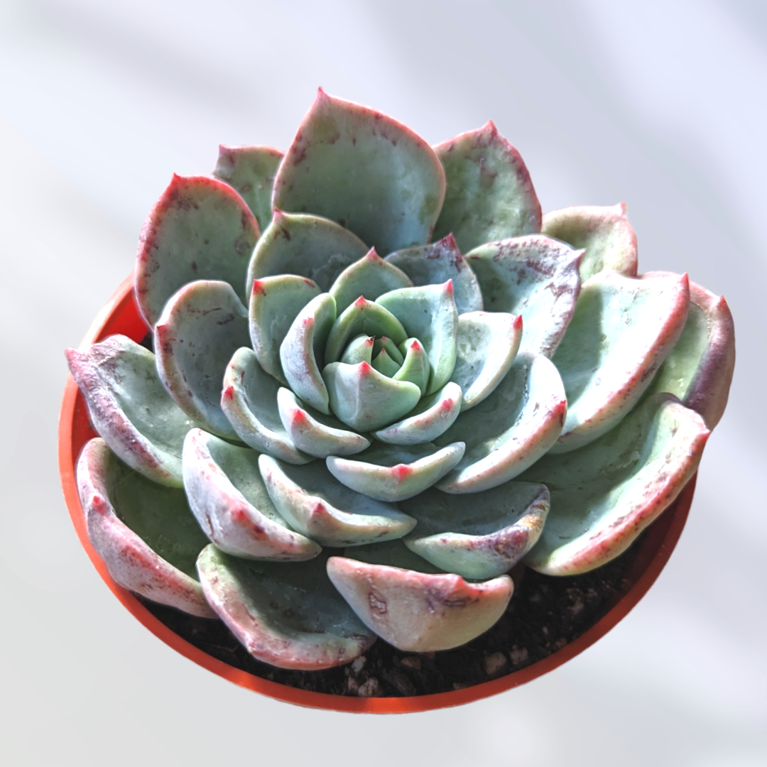 succulent salmon Echeveria Salmon