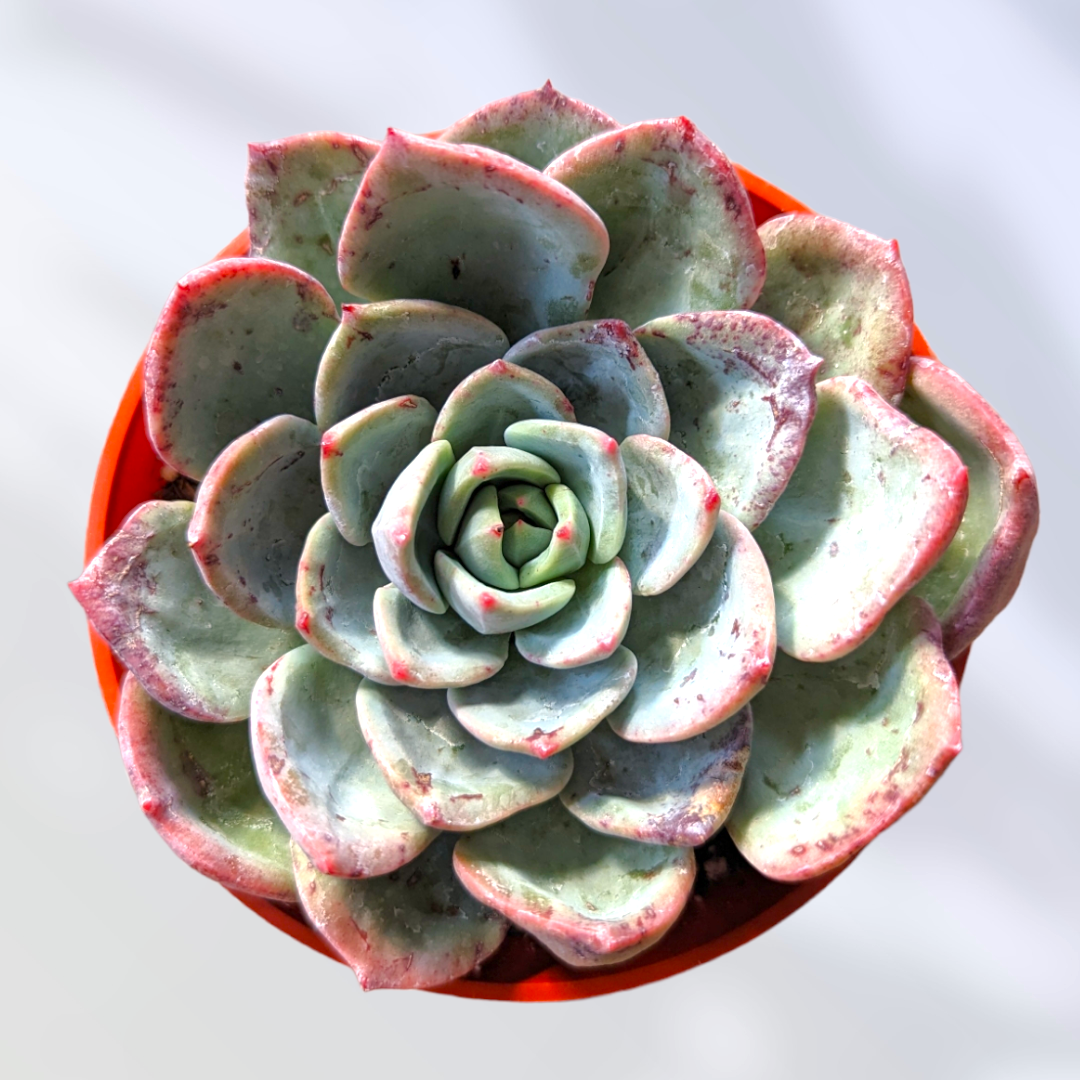 succulent with pink edges Echeveria Salmon