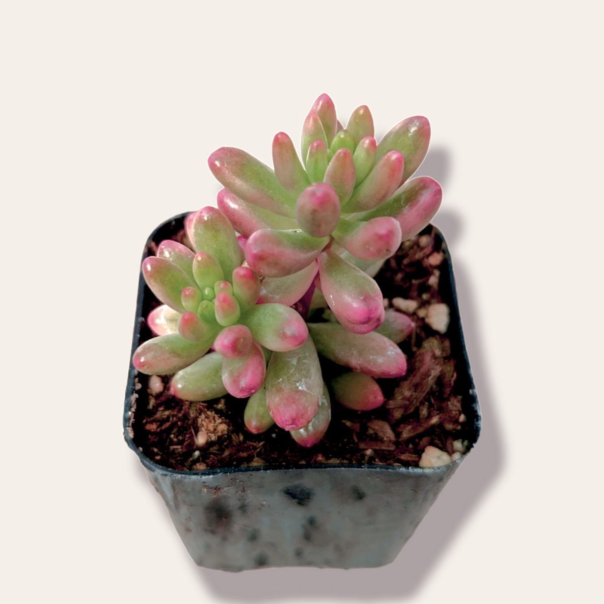 Sedum rubrotinctum 'Aurora' Pink Jelly Bean - Succulents Depot