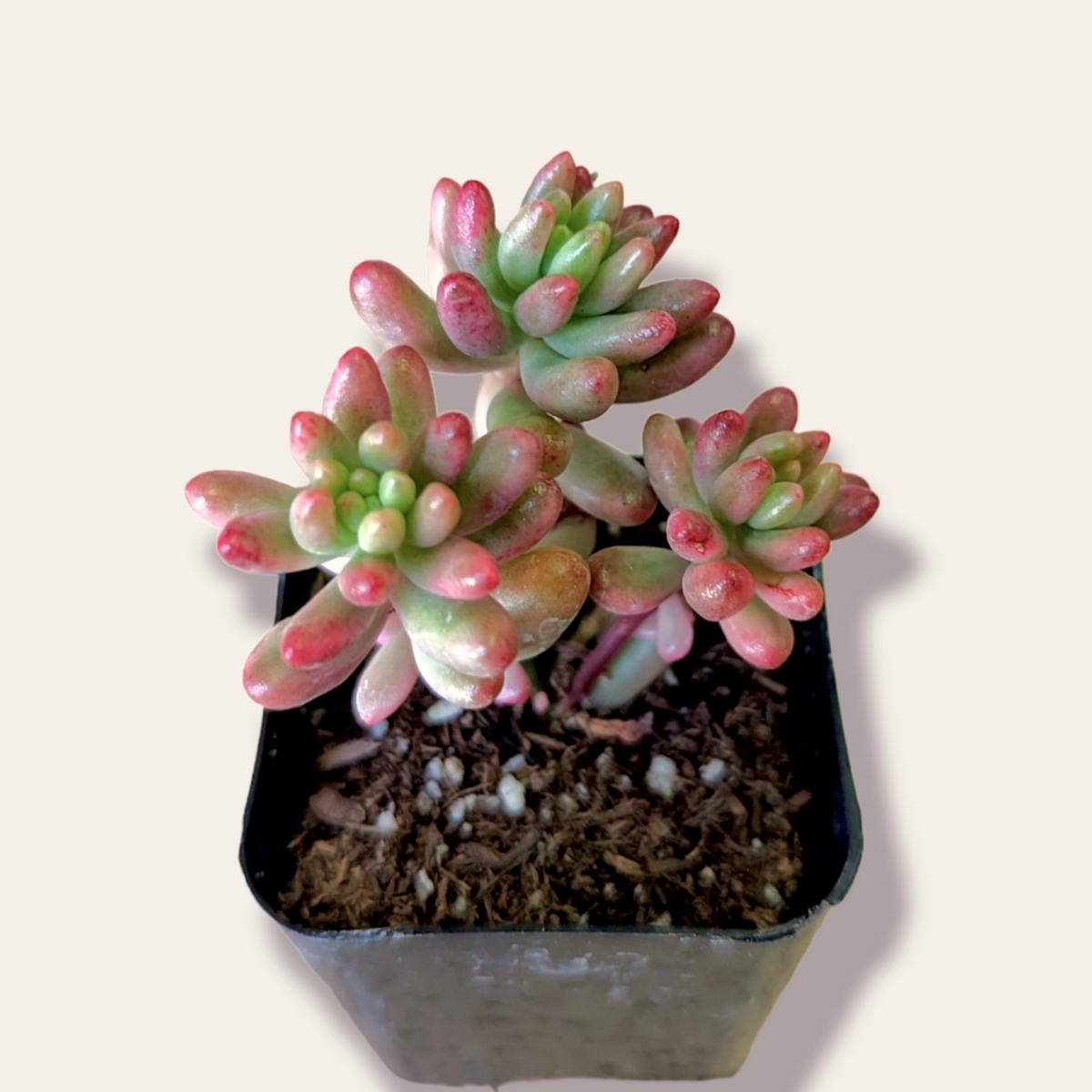 Sedum rubrotinctum 'Aurora' Pink Jelly Bean - Succulents Depot