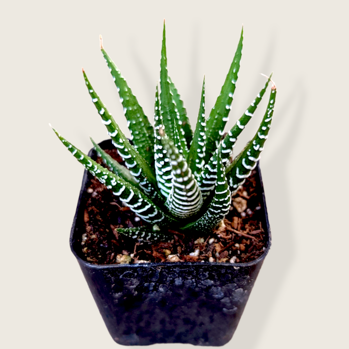 Haworthia fasciata - Zebra Plant