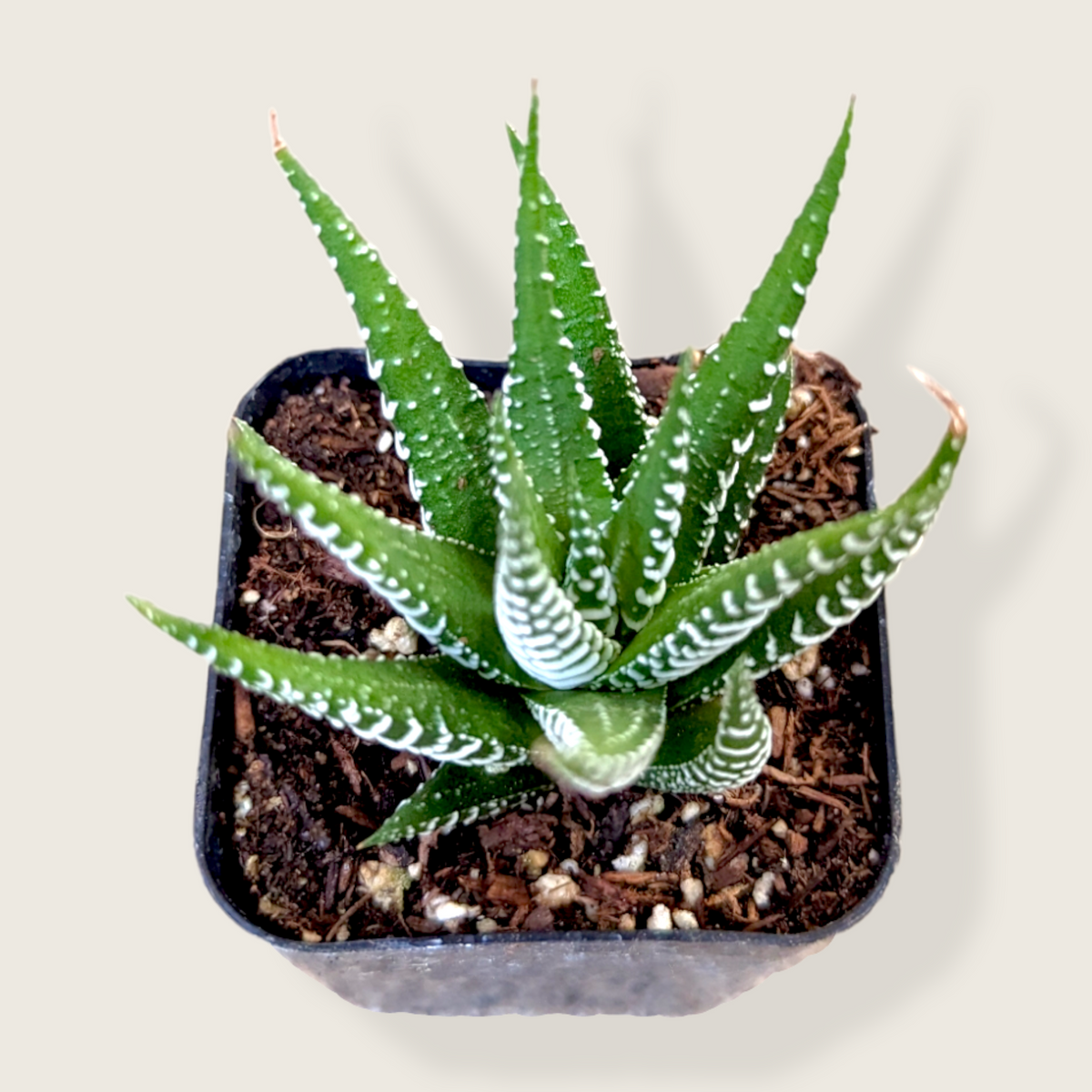 Haworthia fasciata - Zebra Plant