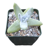 Dudleya pachyphytum
