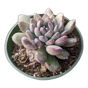 Echeveria Sp