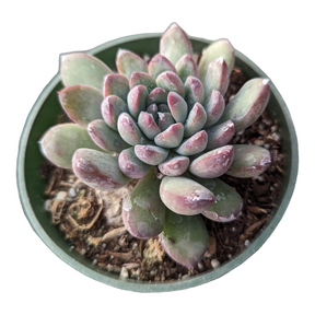 Echeveria Sp