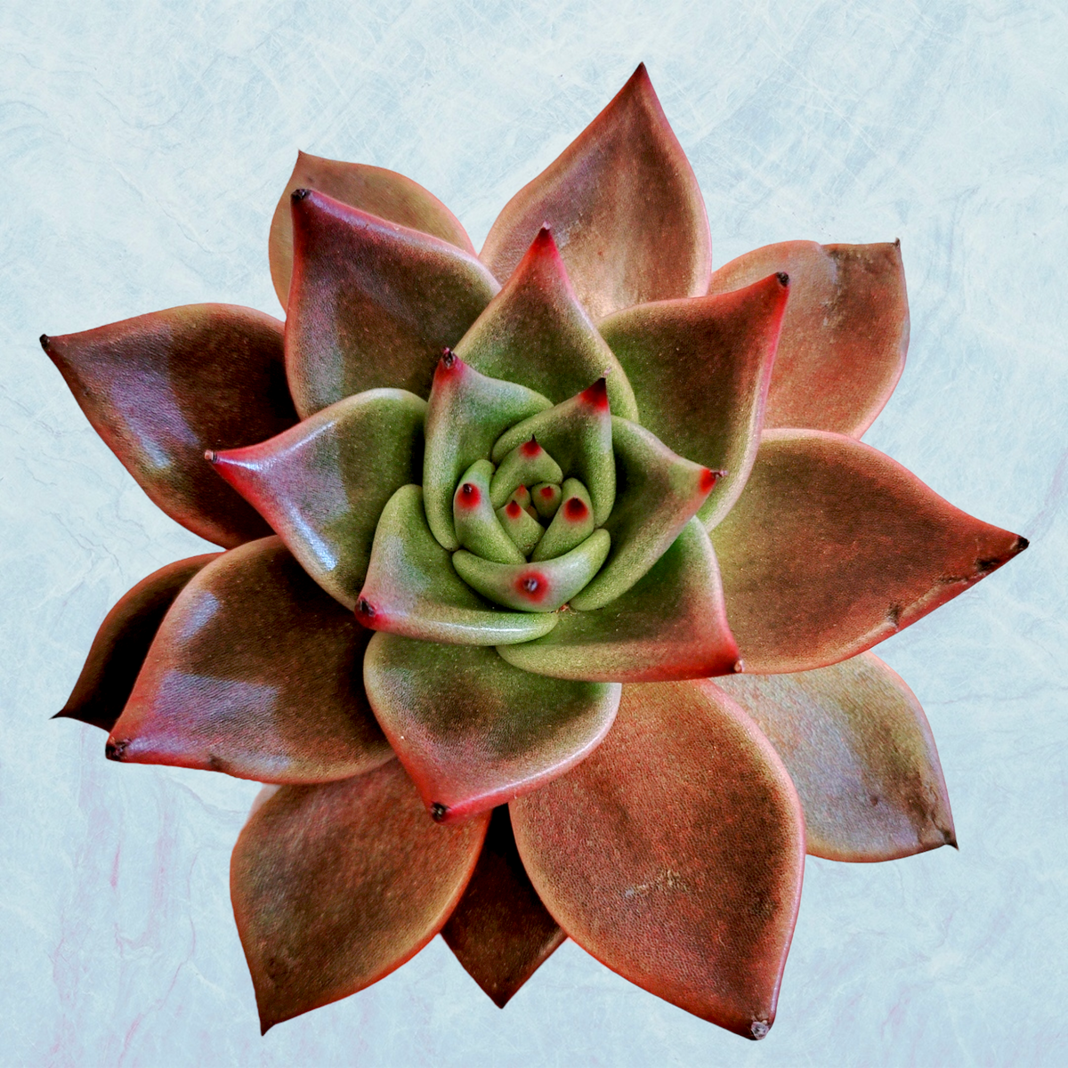 Echeveria agavoides 'Sirius'