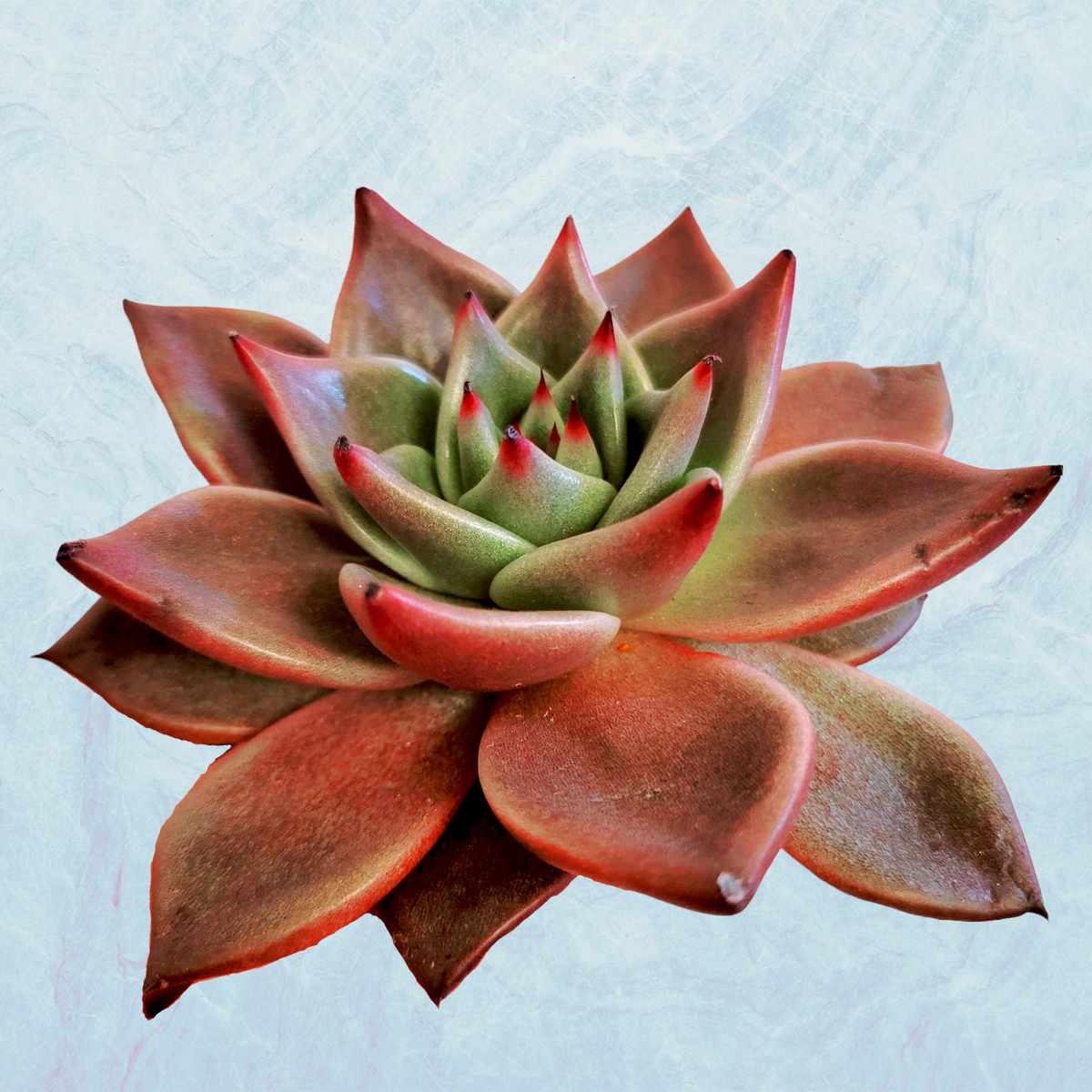 Echeveria agavoides 'Sirius'