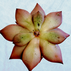 Echeveria agavoides 'Sirius'