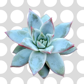 Echeveria colorata 'Brandtii'