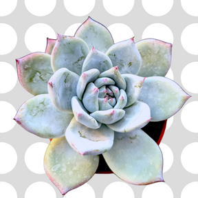 Echeveria colorata 'Brandtii'