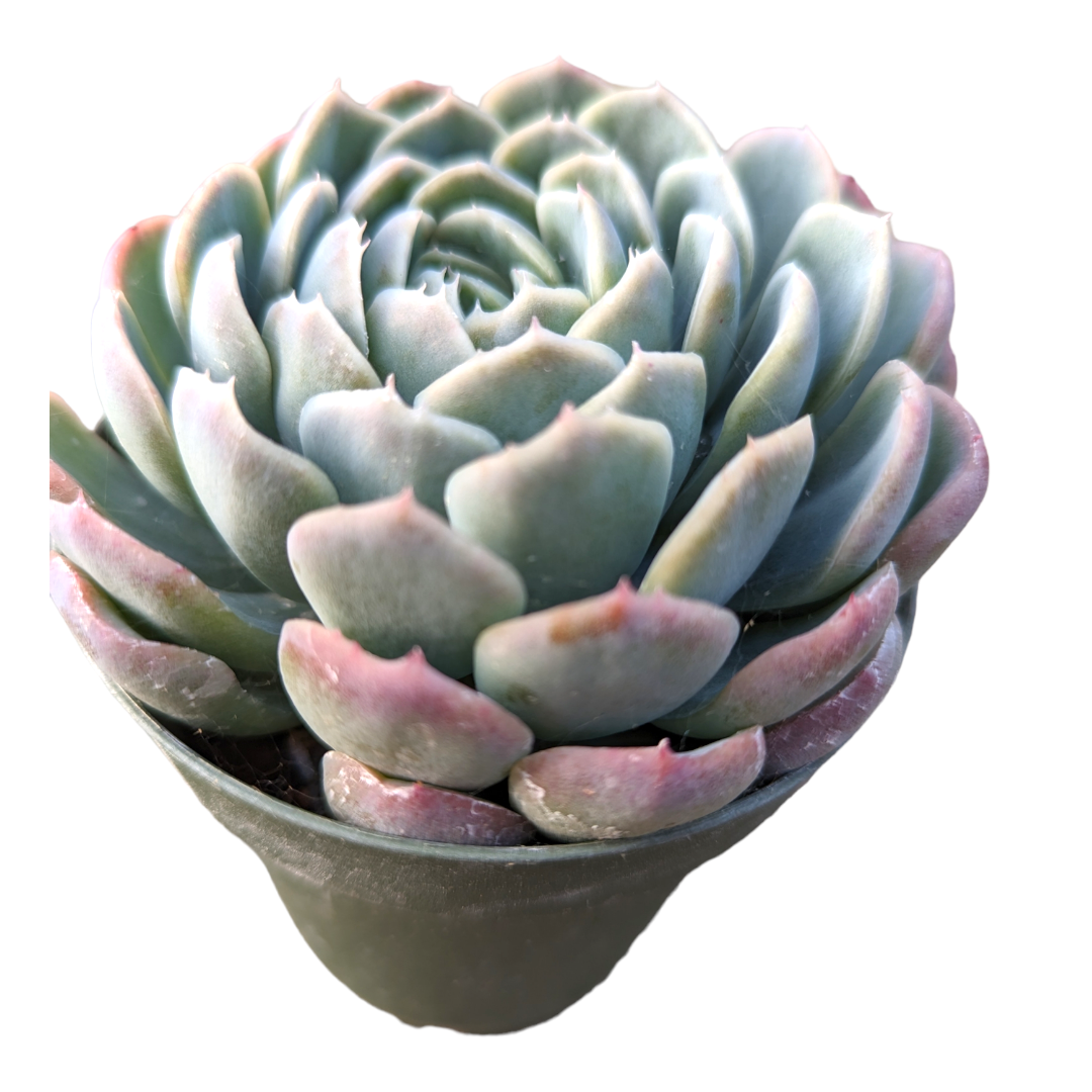 escherichia succulent Echeveria 'Raspberry Ice'