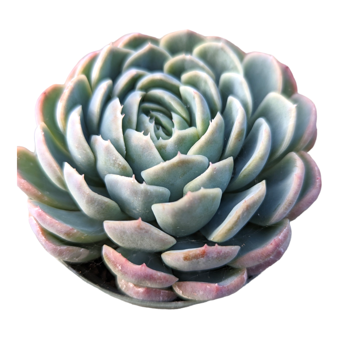 dark ice succulent Echeveria 'Raspberry Ice'