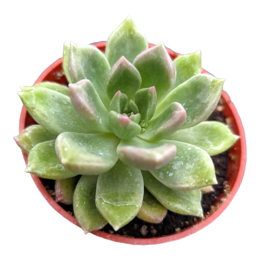 succulent specialists Graptoveria 'Melody' 2 Inch