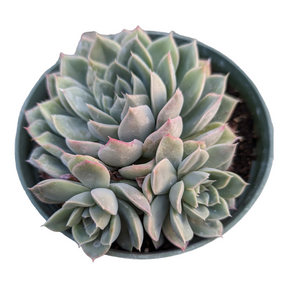 Echeveria 'Blue Fairy' - Succulents Depot