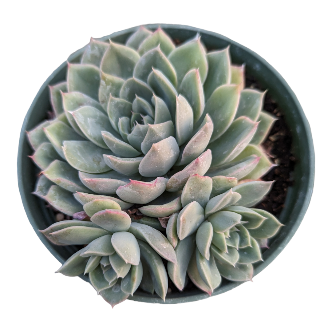 blue fairy garden succulents Echeveria 'Blue Fairy'