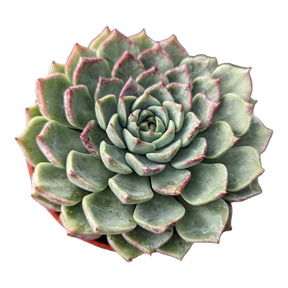 Echeveria  masoho