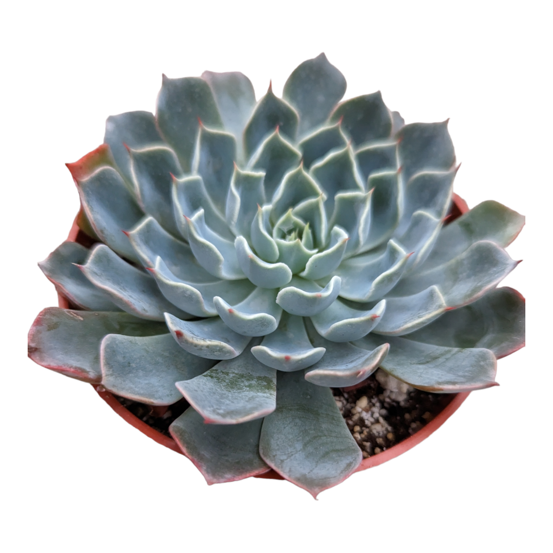 Echeveria Allegra