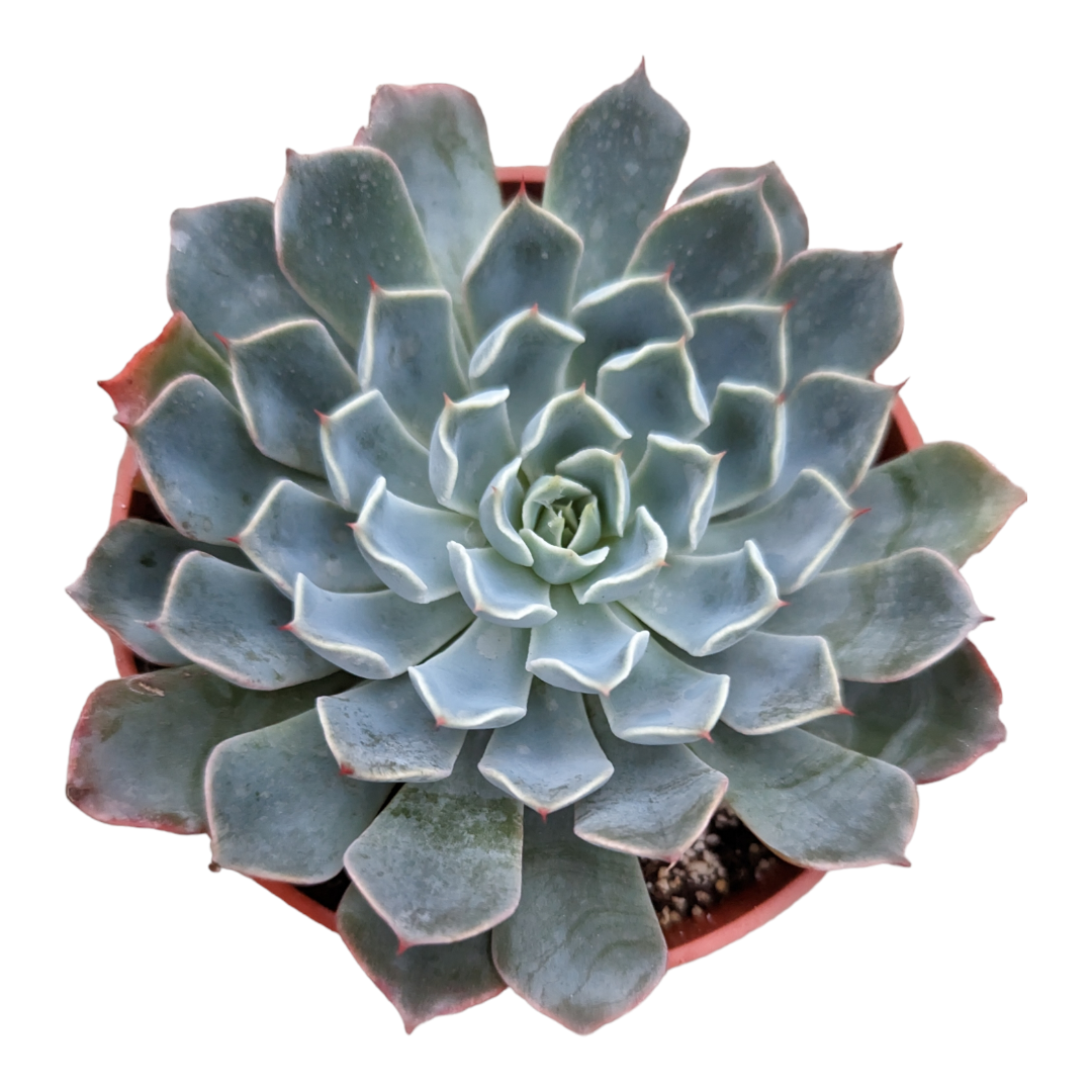 Echeveria Allegra