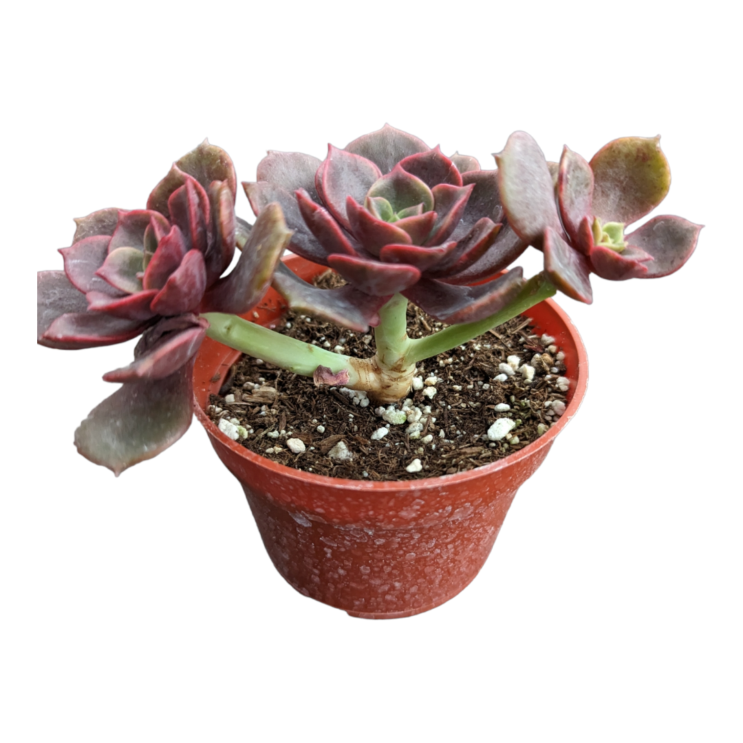 plant red ball from succulent Echeveria Vampire 'Red ball'