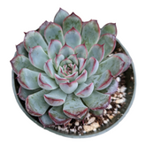 Echeveria pulidonis