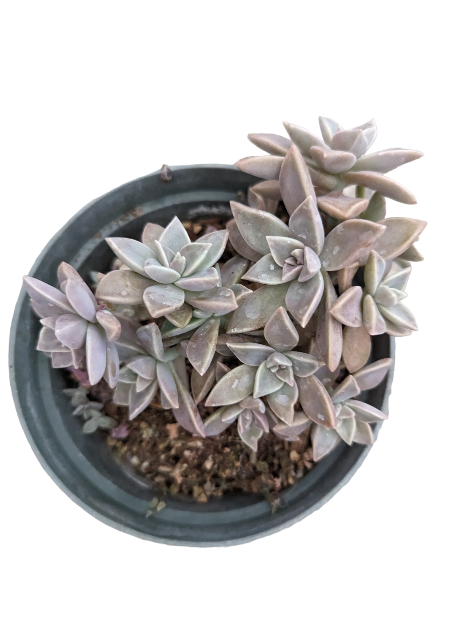 blue haze succulent Graptopetalum paraguayense
